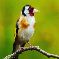 اسباب بازی سهره ماده سنم ماده قناری سنم