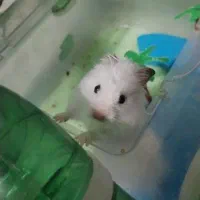 همستر بازیگوش با قفس و وسایل کامل