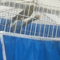 قناری نرسبز