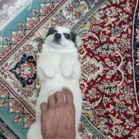 پا کوتاه