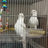 البینو مولد تضمینی|پرنده|ورامین, شهرک مدرس|دیوار