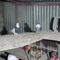 کبوتر|پرنده|اصفهان, جلالیه|دیوار