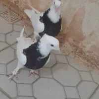 گبوتر|پرنده|بم, |دیوار