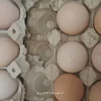 تخم مرغ برهما و رسمی نطفه دار