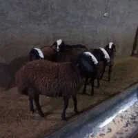 بره ماده های اصیل شال|حیوانات مزرعه|تاکستان, |دیوار