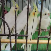 عروس لوتینو ماده بالغ