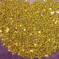 ماش درشت پزا