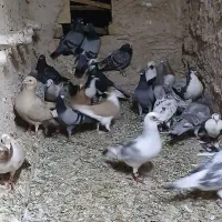 جفتگاه و پرشی