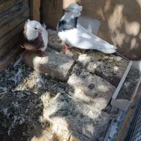 سه عدد کبوتر طوقی بدون غلط