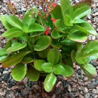 گلخانه اکسیژن|گل و گیاه طبیعی|مشهد, تلگرد|دیوار