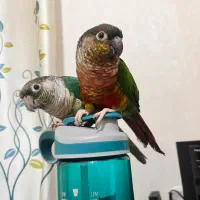 یک جفت گیرین چیک|پرنده|تهران, زرکش|دیوار