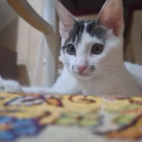 واگذاری گربه