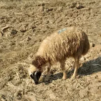 حمیدیه|حیوانات مزرعه|حمیدیه, |دیوار