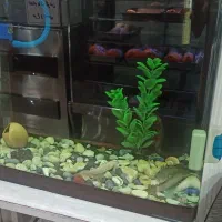 اکواریوم باماهی|ماهی|تهران, مهران|دیوار