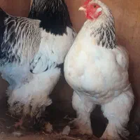 یک جفت مرغ  خروس  پاپری اصل برهما  بفروش میرسد