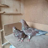 سلام پنج کبوتر خوب