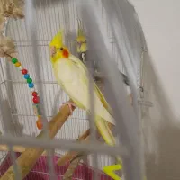 ۸ جفت با تخم و قفس و لوازم