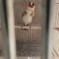 نر نقاب اروپایی