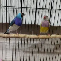 قناری رسمی و جفت گلدین آبی و زرد|پرنده|تبریز, |دیوار