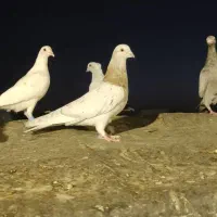 کبوتر تهرانی نر بالارو ساعت پرش از بیرجنده|پرنده|مشهد, امام رضا (ع)|دیوار