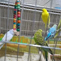 مرغ عشق با قفس و وسایل|پرنده|شیراز, شیخ علی چوپان|دیوار