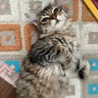 گربه|گربه|تهران, صادقیه|دیوار