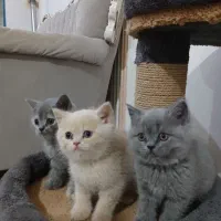 واگزاری گربه بریتیش بلو گلد