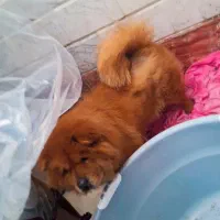 چاوچاو ماده نزدیک فحل|سگ|قائم‌شهر, |دیوار