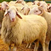 دام زنده نمونه گوسفند مغانی خرید حضوری و غیرحضوری|حیوانات مزرعه|مشهد, نوید|دیوار