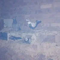 کفتر|پرنده|بیرجند, |دیوار