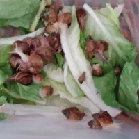 فروش بچه حلزون|خزنده|محمدیه-قزوین, |دیوار