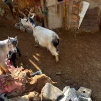 یک بز جوان|حیوانات مزرعه|ماهدشت, |دیوار