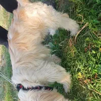 سگ زیبا عال.یی|سگ|گرگان, |دیوار