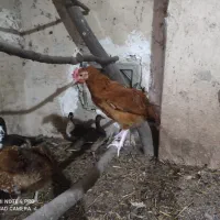 جوجه محلی4ماهه 15عدد