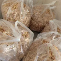 رشته برنج کوردی|خوردنی و آشامیدنی|سنندج, |دیوار