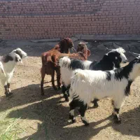 فروش بزغاله نر دورگ بابب پلوار سبگ وزن