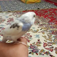 مرغ عشق|پرنده|فولادشهر, مسکن مهر فولادشهر|دیوار