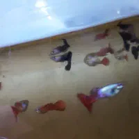 ماهی گپی کوپی مولدو بچه|ماهی|مشهد, امیر المومنین|دیوار