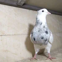 کبوتر طوقی الماسی، آجری|پرنده|وحیدیه, |دیوار