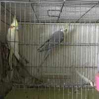عروس هلندی مولد جوان