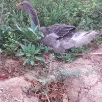 مرغ و غاز