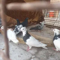 کبوتر