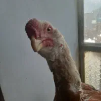 خروس لاری|حیوانات مزرعه|سروآباد, |دیوار