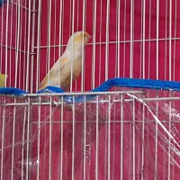 قناری موزاییکی|پرنده|خواف, |دیوار