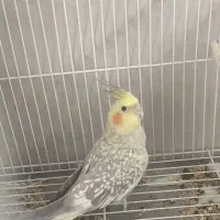 عروس هلندی ماده کار|پرنده|گناباد, |دیوار