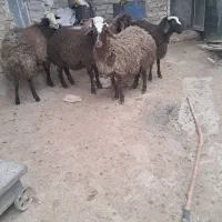 بره‌های‌خوب