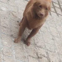 سگ اشپیتز|سگ|مشهد, شهید قربانی|دیوار