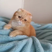 گربه اسکاتیش گلد وارداتی با کیفیت