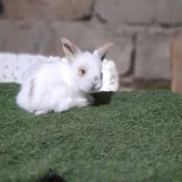 مینی لوپ|موش و خرگوش|همدان, |دیوار