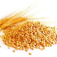 بذر دیم صدرا بوجاری شده